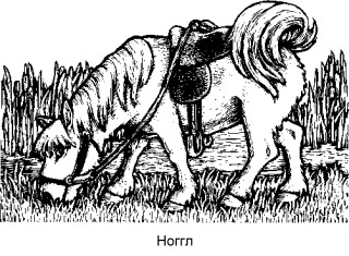 = Ноггл